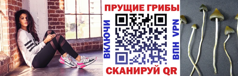 Галлюциногенные грибы Psilocybine cubensis  OMG ONION  shop Telegram  Бутурлиновка 